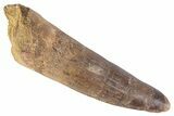 Fossil Spinosaurus Tooth - Real Dinosaur Tooth #383791-1